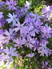 Creeping phlox. Vibrant purple flowers in close-up
