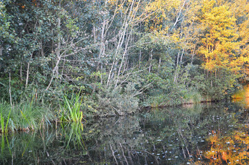 Forest lake rustic swamp scenery in natural environment wildlife habitat
