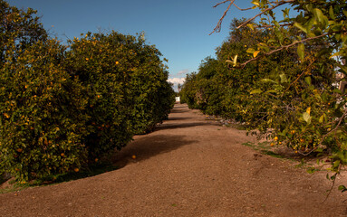 Arizona Orange Grove 