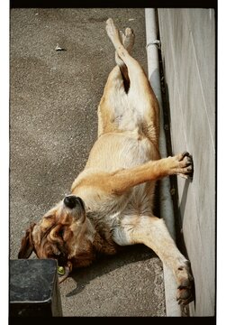 Relaxing Street Dog Lying on Pavement