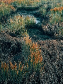 Marshland with Tall Grass and a Small Water Channel