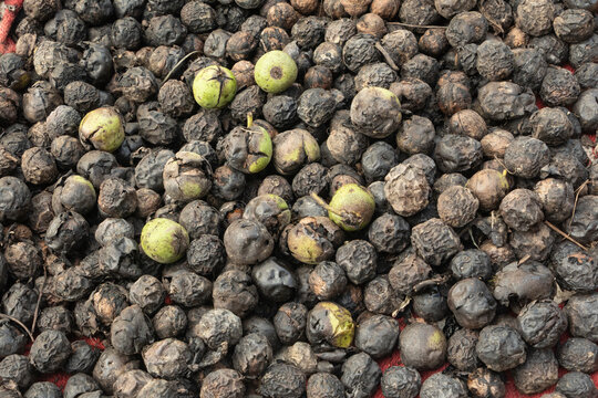 Walnut shelling