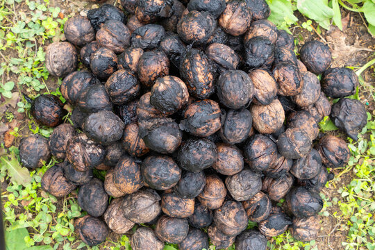 Walnut shelling