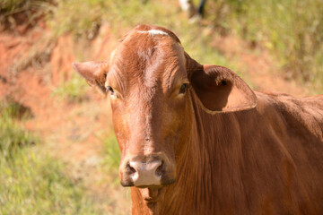 cow in sunny day  bokeh