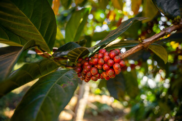Close up to Coffee Cherries Ready for Harvest in Karnataka india.