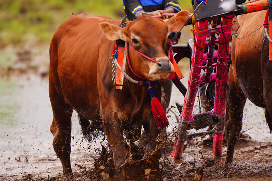 On Karapan Sapi Brujul or Bull race in Indonesia. a brown bull pulling a cart through a muddy field. The bull is harnessed and wearing a red and white rope around its neck.