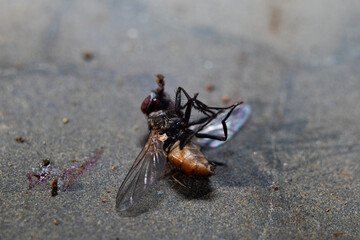 a fly that died and fell to the floor.