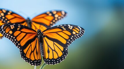 Fototapeta premium World Wildlife Day concept. Vibrant Monarch Butterflies Resting on Wildflowers in Serene Garden