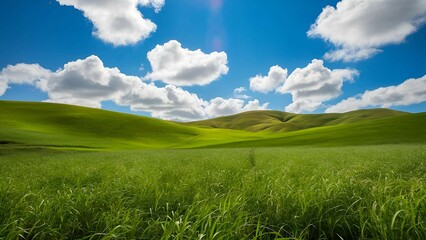 Fototapeta premium Lush Green Fields Under a Bright Blue Sky