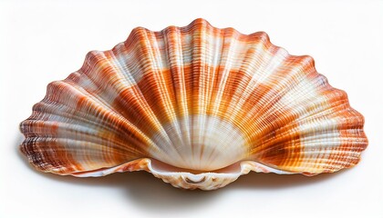 Obraz premium Sea shell isolated on white background. Shells isolated on transparent background, high resolution photography