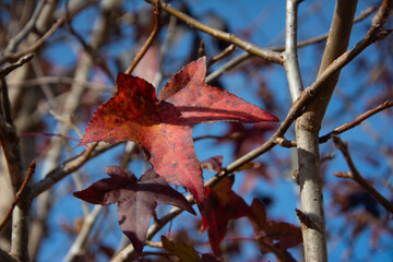 Fototapeta premium A vibrant orange leaf among dry leaves, contrasting with a bright blue sky