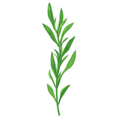 Fototapeta premium Culinary tarragon herbs leaf illustration design plant vector