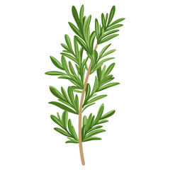 Obraz premium Culinary Rosemary herb leaf leaves herbs illustration vector