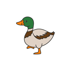mallard duck illustration