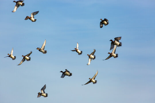 Widgeon in flight against a blue sky
