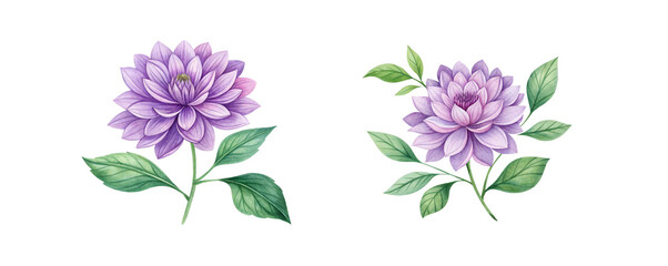 Hand-Drawn Watercolor Purple Flower Set, Floral Illustrations, Botanical Art
