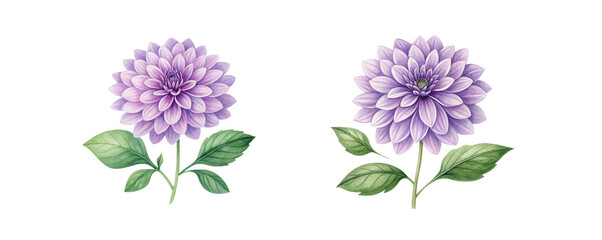 Hand-Drawn Watercolor Purple Flowers, Botanical Illustrations, Elegant Floral Art