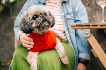 Small Dog in Red Sweater on Owner's Lap