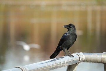 柔らかな光を浴びるカラス