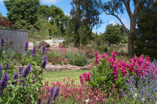 Bright summer blooms in a serene garden under blue skies