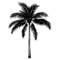 Silhouette coconut tree arecaceae plant palm tree vector