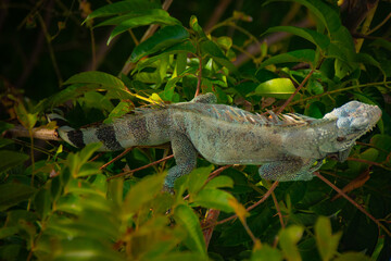Green iguana (Iguana iguana) resting among tree branches and leaves.