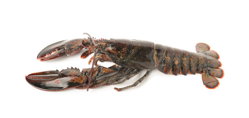 One whole raw lobster isolated on white