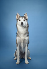 A Siberian Husky sitting alertly on a blue background, its sharp ears and thick coat emphasizing its wolf-like appearance. The dog's calm yet attentive gaze captures its intelligent personality.