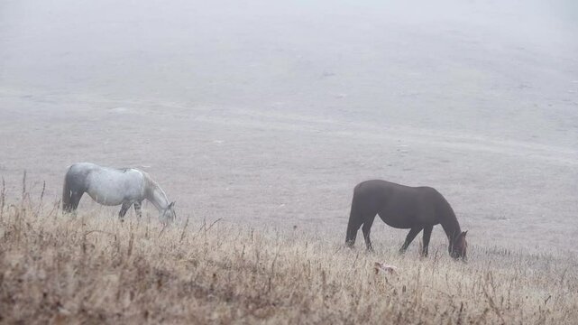 Horses graze on countryside autumn field searching for feed. Free animals walking and eating dry grass on the hillside in the fog