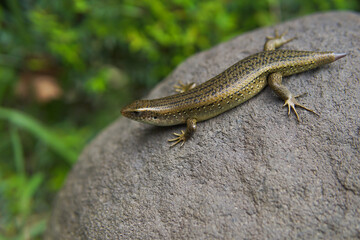 Eutropis carinata lizard on stone