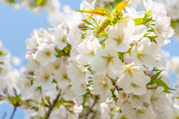 Cherry Blossoms in Full Bloom Against a Blue Sky