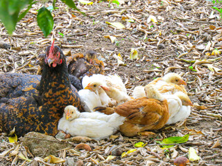 A free-range hen with her fluffy chicks pecking around her. The scene captures the nurturing behavior of the hen in a natural setting, highlighting the bond between them.