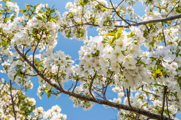 Cherry Blossoms in Full Bloom Against a Blue Sky
