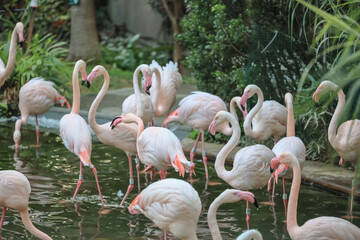 Flamingos in a Lush Nature Setting by a Pond Jan 19 2025