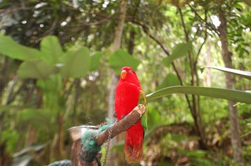 Cute red vibrant parrot live at Aviary. Chattering lory (Lorius garrulus) is a forest-dwelling parrot endemic to North Maluku, Indonesia.