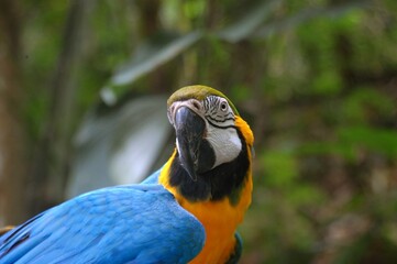 Colorful blue and-yellow Macaw or Ara ararauna also known as the blue-and-gold macaw standing on a tree branch.