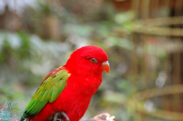 Cute red vibrant parrot live at Aviary. Chattering lory (Lorius garrulus) is a forest-dwelling parrot endemic to North Maluku, Indonesia.