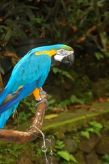 Colorful blue and-yellow Macaw or Ara ararauna also known as the blue-and-gold macaw standing on a tree branch.