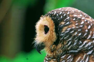 Close up view of cute Spotted Wood Owl (Strix seloputo) head with natural background.