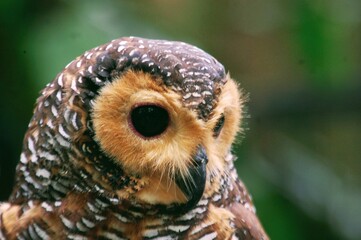 Close up view of cute Spotted Wood Owl (Strix seloputo) head with natural background.