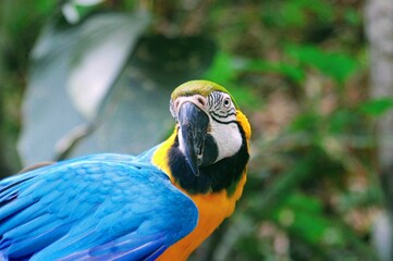 Colorful blue and-yellow Macaw or Ara ararauna also known as the blue-and-gold macaw standing on a tree branch.