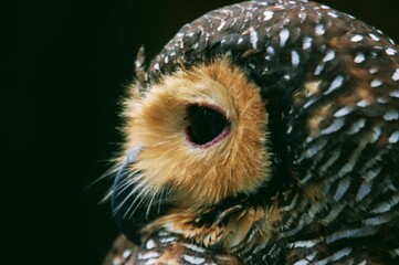 Close up view of cute Spotted Wood Owl (Strix seloputo) head with natural background.