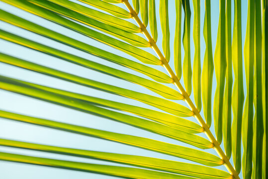 Palm Leaf Pattern Nature Backgroud