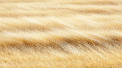 Fototapeta premium Abstract image of swaying golden wheat field.