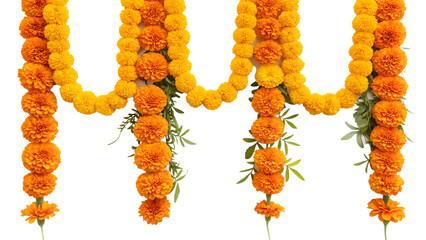 marigold flowers on white background