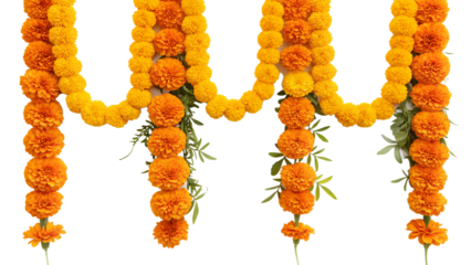 marigold flowers on white background