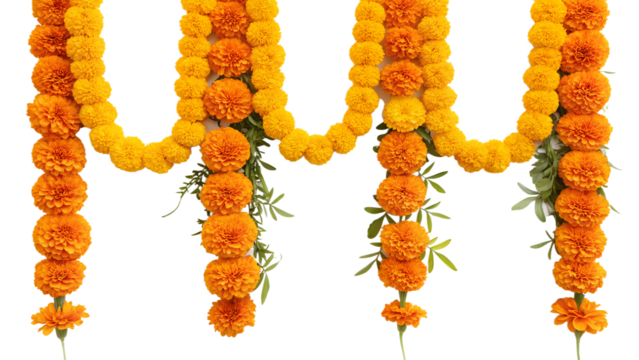 marigold flowers on white background