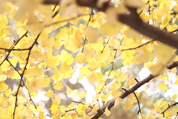 yellow autumn leaves