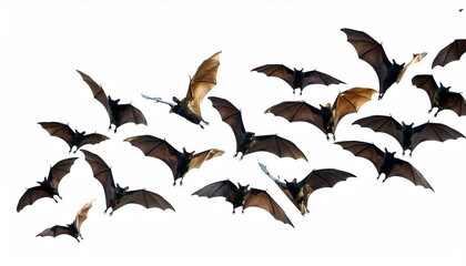 flying flock of black bats, isolated white background
