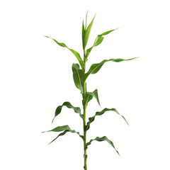 Obraz premium vibrant green corn plant with tall stalks and lush leaves, symbolizing growth and vitality